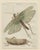 Bertuch, Giant Locust & Grasshopper, 1800, Engraving For Sale - Image 3 of 13