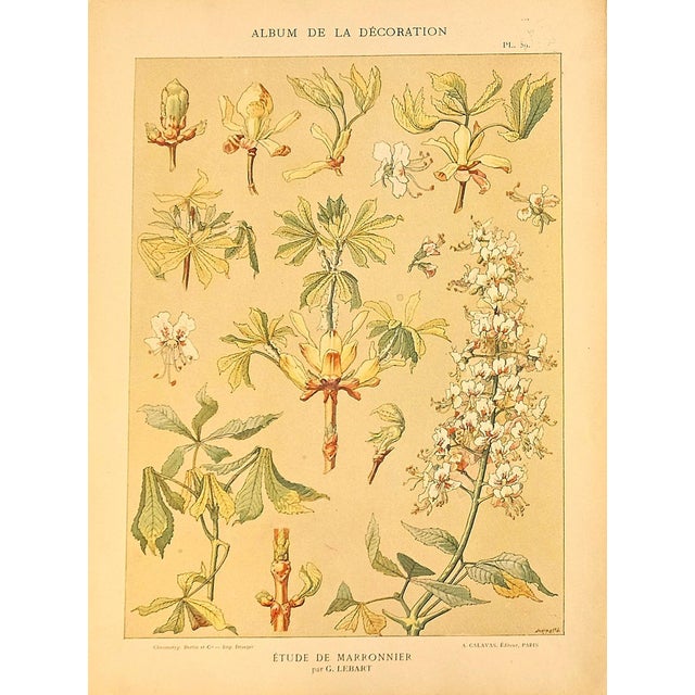 This ia set of 2 original c1900 antique French chromolithographs of the chestnut tree and its foliage. These botanical...