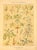 This ia set of 2 original c1900 antique French chromolithographs of the chestnut tree and its foliage. These botanical...