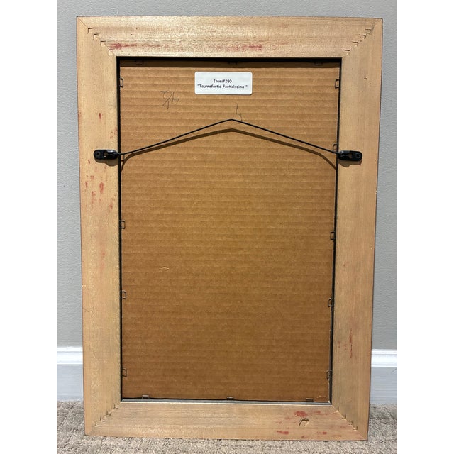 Late 20th Century Vintage Tournefortia Foetidissima Botanical Engraving Print in Black & Gold Frame For Sale - Image 5 of 5