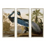 Contemporary Louisiana Heron Triptych After John James Audubon, Framed - Set of 3 For Sale