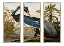 Example of John James Audubon Prints