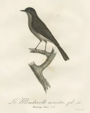 Vieillot, Bird Illustration of a Peewee Flycatcher, 1807, Print