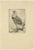 The Andean Condor, 1880, Etching For Sale