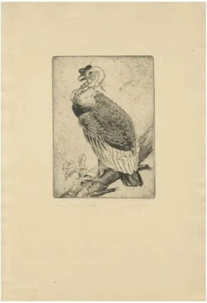 The Andean Condor, 1880, Etching