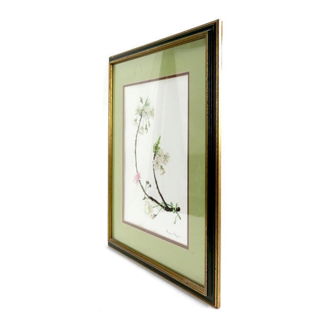 Hand-painted watercolor cherry blossom specimen (with frame) This art serves botany, using pen drawings or watercolors to...