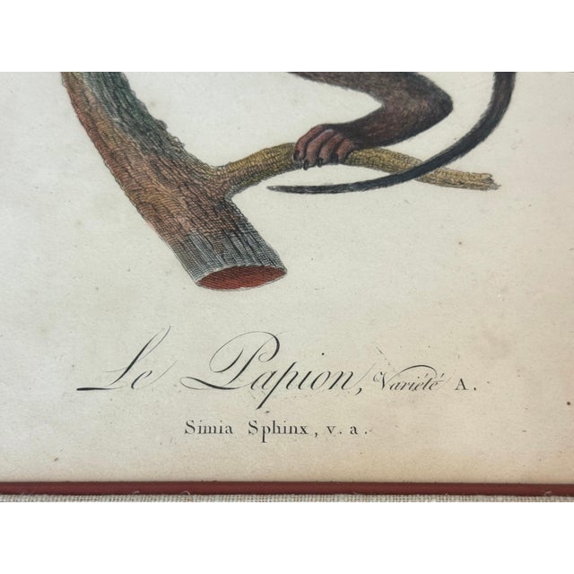 Set of 4 Hand-Colored French Primate Engravings by Jean-Baptiste Audebert For Sale - Image 14 of 18