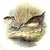 Vintage Theodore Haviland Porcelain Game Bird Plates by Edwin Megargee - Set of Six For Sale - Image 9 of 14