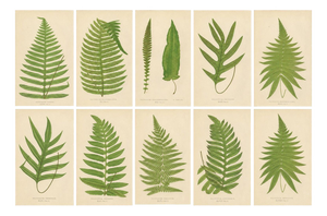 Edward J. Lowe, Tropical Ferns, 1856, Lithographs, Set of 10