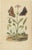 E. Guérin, Butterfly with Caterpillars, 1835, Engraving, Set of 2 For Sale - Image 4 of 11