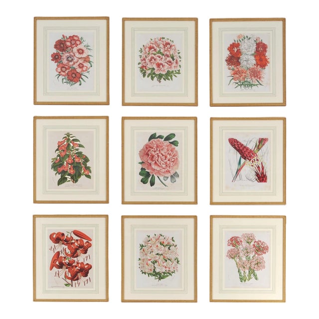Set of Nine Botanical Lithograph Prints After Louis Van Houtte For Sale