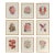 Set of Nine Botanical Lithograph Prints After Louis Van Houtte For Sale