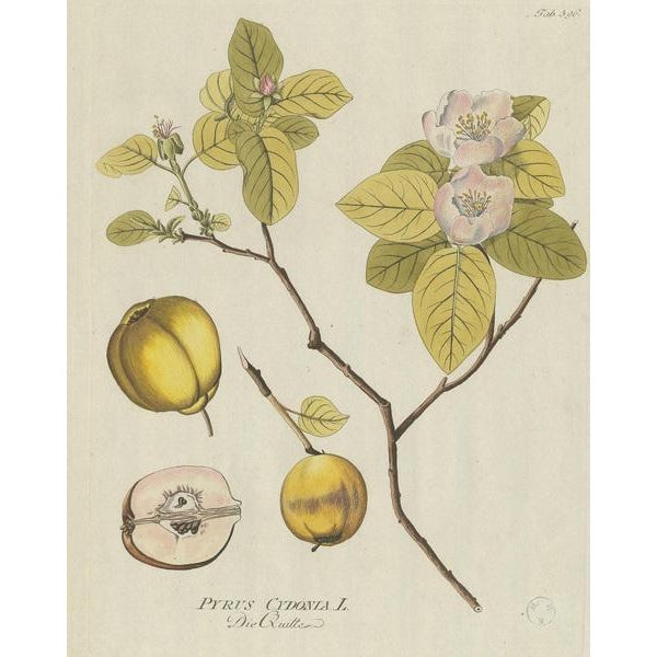 Plenck, Botany Illustration of a Quince Tree, 1790s, Print For Sale - Image 3 of 6
