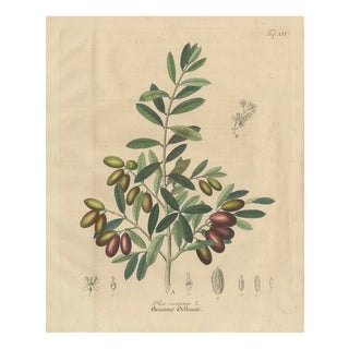 Olive Botanical Print, 1800s, Paper For Sale