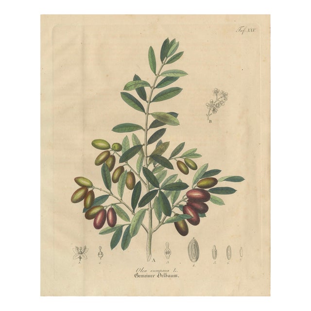 Olive Botanical Print, 1800s, Paper For Sale