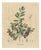Olive Botanical Print, 1800s, Paper For Sale