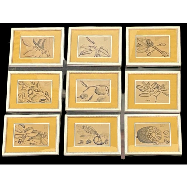 Large Scale British Colonial Style Framed Tropical Fruit / Botanicals -S/9 For Sale - Image 10 of 12