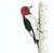 This Original Redheaded Woodpecker Watercolor by James Mahoney will be one of those paintings that brings a smile to your...