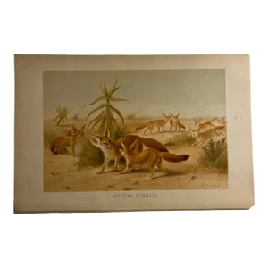 1901 Antique Fennec Foxes P. J. Smit Print