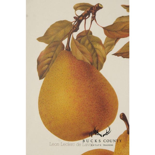 Chelsea House Decorative Pair of Pear Prints For Sale - Image 9 of 12
