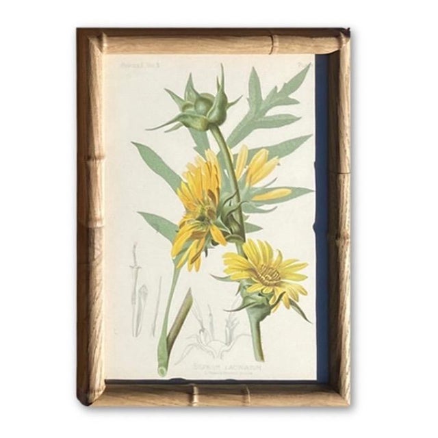 Victorian Framed Antique Chromolithographs Set of 7 From "Wild Flowers of America", Series II Volume Ii, L. Prang & Co., Boston (C. 1879) For Sale - Image 3 of 18