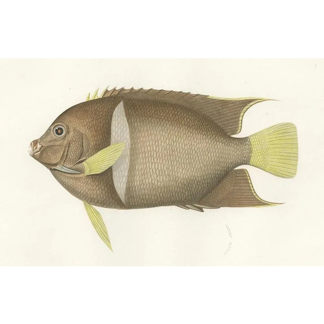 Mid 19th Century Barrois, King Angelfish, 1845, Lithograph on Paper For Sale - Image 5 of 10