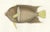 Mid 19th Century Barrois, King Angelfish, 1845, Lithograph on Paper For Sale - Image 5 of 10