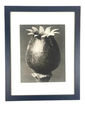 1940s Framed Botanical Blossfeldt Print - No. 46