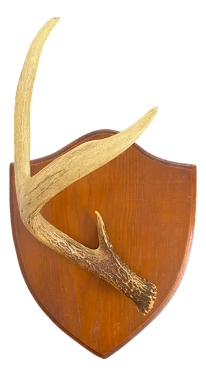Vintage Single Deer Antler on Wood Shield Plaque – Sculptural Rustic Wall Decor, Ralph Lauren Lodge / Collected Interior Accent