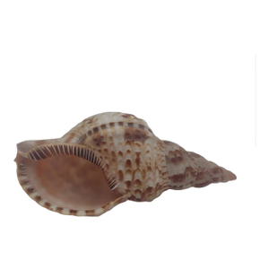Vintage Textured Spider Conch Shell