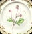 Mid 20th Century Royal Copenhagen Flora Danica 9" Plate, Geum Rivale L, Gilt Border For Sale - Image 5 of 8