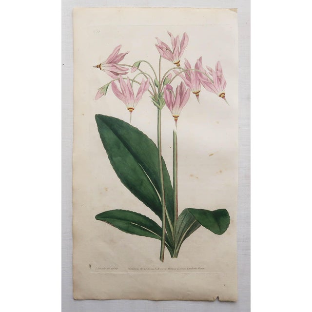 After Sowerby, Botanical Plates, 1793, Engravings, Set of 12 For Sale - Image 11 of 14