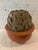 Soliflore Vase in Glazed Stoneware For Sale - Image 6 of 9