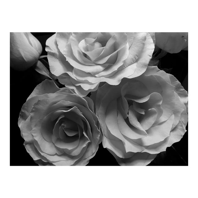 Louise Weinberg Blooming Roses in Black & White Original Photograph For Sale
