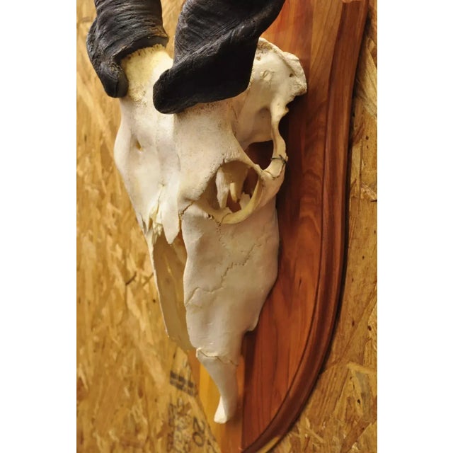 Animal Skin Vintage African Eland Skull Mount With Twisted Horns Taxidermy Cabin Decor For Sale - Image 7 of 10