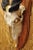 Animal Skin Vintage African Eland Skull Mount With Twisted Horns Taxidermy Cabin Decor For Sale - Image 7 of 10