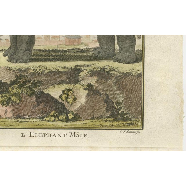 Mid 18th Century Antique Elephant Hand-Coloured Prints by Buffon, 1769, Set of 2 For Sale - Image 5 of 14