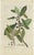 A. Happe, Camphor Laurel and Noble Laurel, Set of 2 For Sale - Image 3 of 6