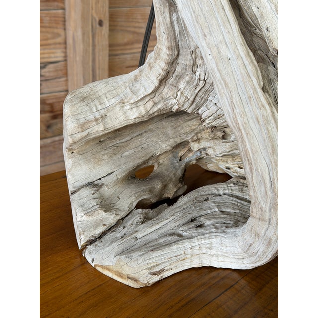 Contemporary Monumental Sculptural Driftwood Table Lamp, Organic Modern Coastal Decor For Sale - Image 3 of 12