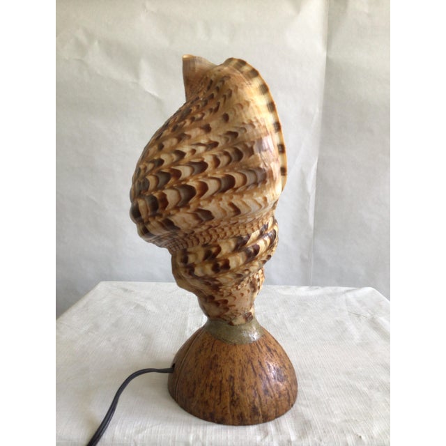 1940s 1940s Triton Conch Shell Lamp On Coconut Base For Sale - Image 5 of 10