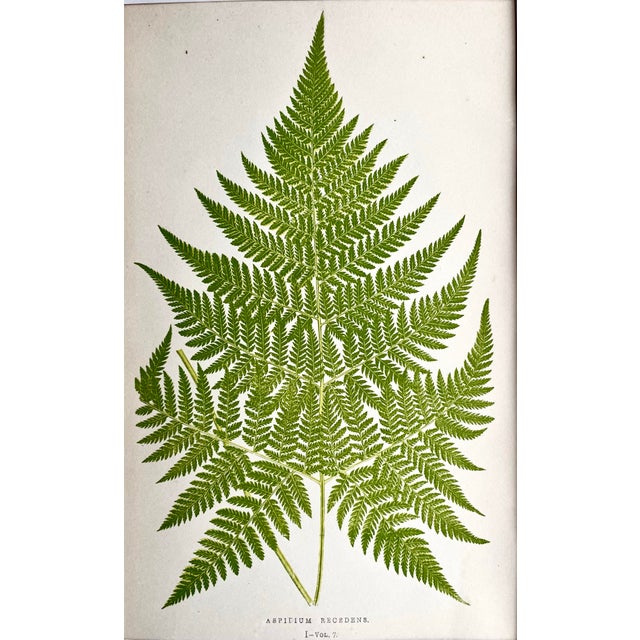 Antique Botanical Lithograph of a Fern Print by Edward J. Lowe London c.1867. For Sale - Image 4 of 5