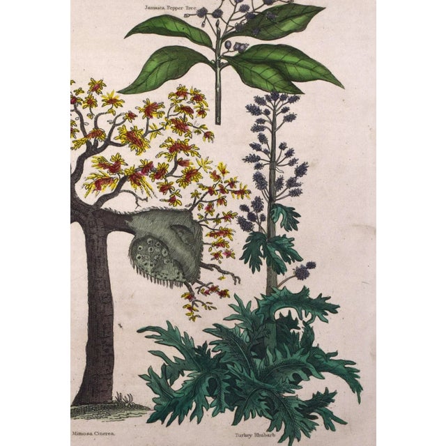 19th Century Antique Hand Colored Tropical Botanical Engraving- Mimosa For Sale - Image 4 of 8