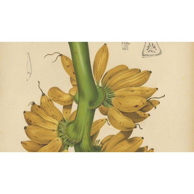 Sheep van Nooten, Banana Botanical, 1880, Chromolithograph For Sale - Image 6 of 9