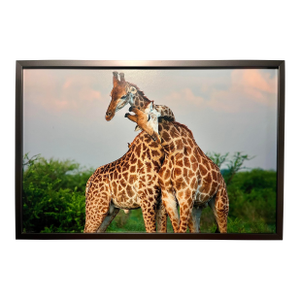 'A Pair of Giraffe Entwining Their Necks' Framed Photograph by Tim Booth 18"x12"