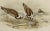 Realism John Gould Turnstone "Strepsilas Interpres" Naturalistic Lithograph circa 1840-1869 For Sale - Image 3 of 7