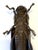 19th Century Japanese Articulate Bronze Grasshopper Jizai Okimono Myochin Linage Signed For Sale - Image 5 of 16
