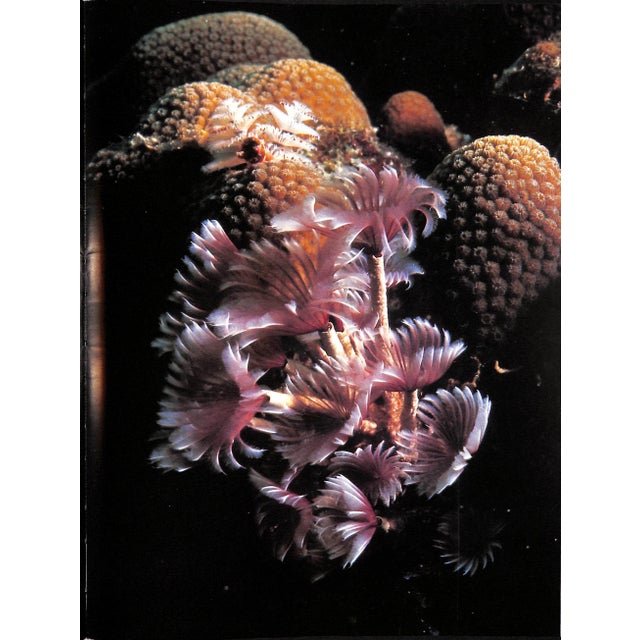 "Coral Gardens" 1978 Riefenstahl, Leni For Sale - Image 4 of 8