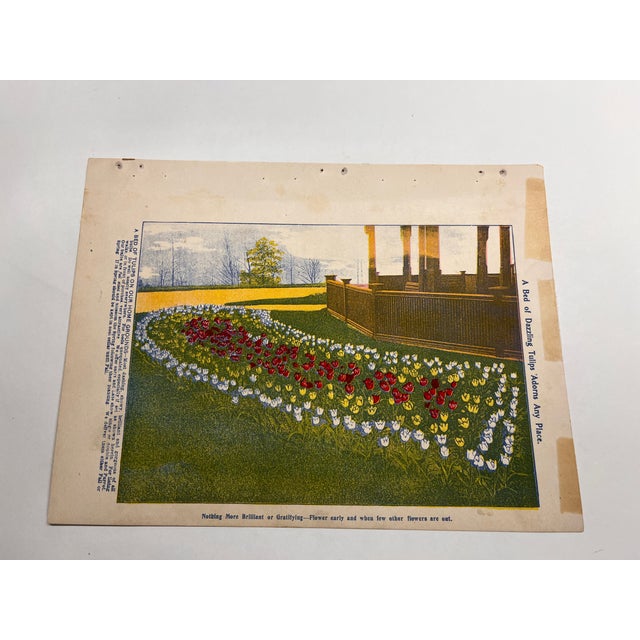 Late 19th Century Antique Garden Iris Print For Sale - Image 5 of 6