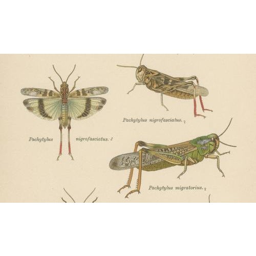 Richard Tümpel, Antique Entomology, 1908, Lithograph, Set of 2 For Sale - Image 3 of 11