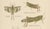 Richard Tümpel, Antique Entomology, 1908, Lithograph, Set of 2 For Sale - Image 3 of 11